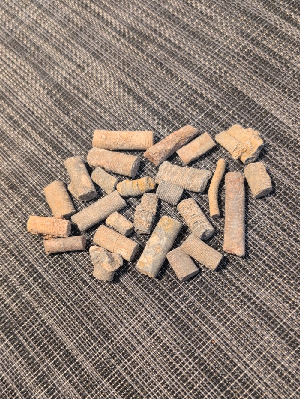 24 Crinoid Stem Fossils